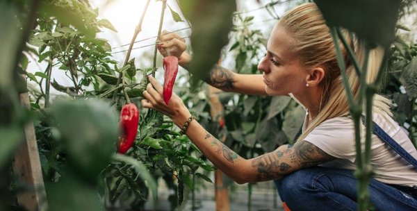 Le potager en serre : comment cultiver vos légumes toute l'année